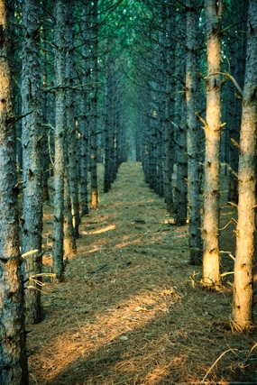 秋季柏树林图片